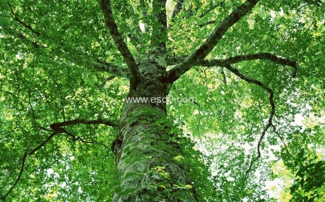 图片[16]-植树节，ESD圈带你走进森林-静电防护(ESD)圈-记录个人ESD&环境知识点学习分享