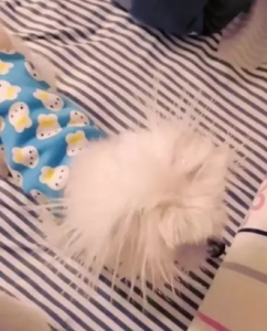 猫狗偶遇静电,会擦出怎样的“火花”-爱上低电量 - 静电防护(ESD)圈-记录工厂ESD&环境知识点学习分享