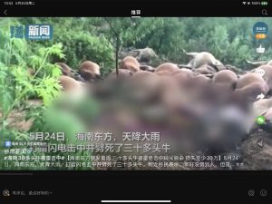 海南东方市一村庄42头牛疑似遭“雷电君”击毁-爱上低电量 - 静电防护(ESD)圈-记录工厂ESD&环境知识点学习分享